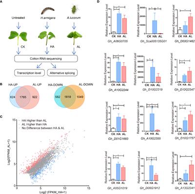 Differential Transcription and Alternative Splicing in Cotton Underly Specialized Defense Responses Against Pests